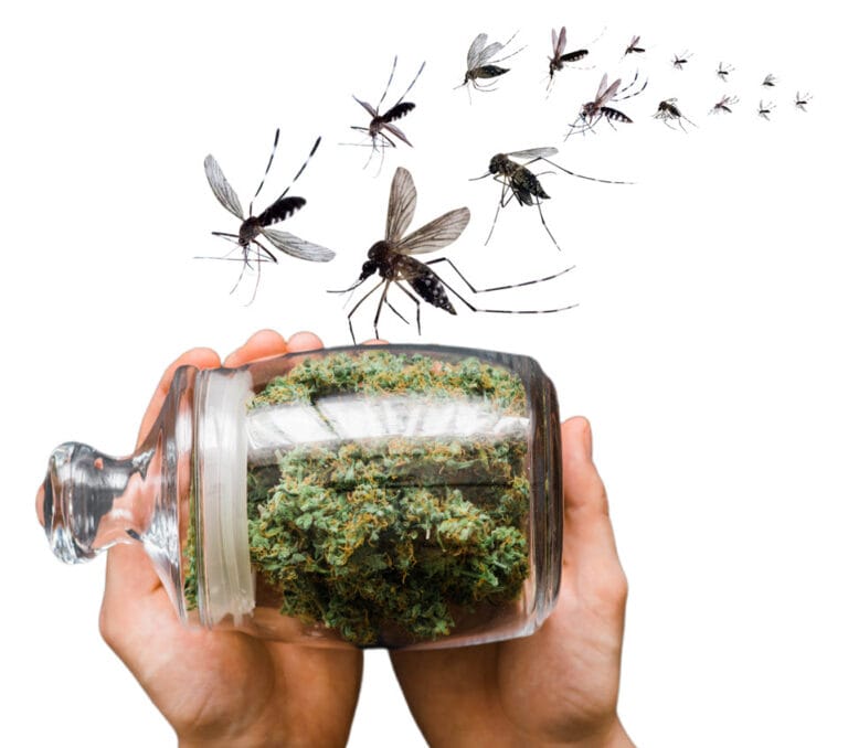 3743_okAY_cbdformosquitoes
